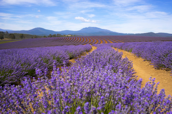 Bridestowe Estate Lavender Farm